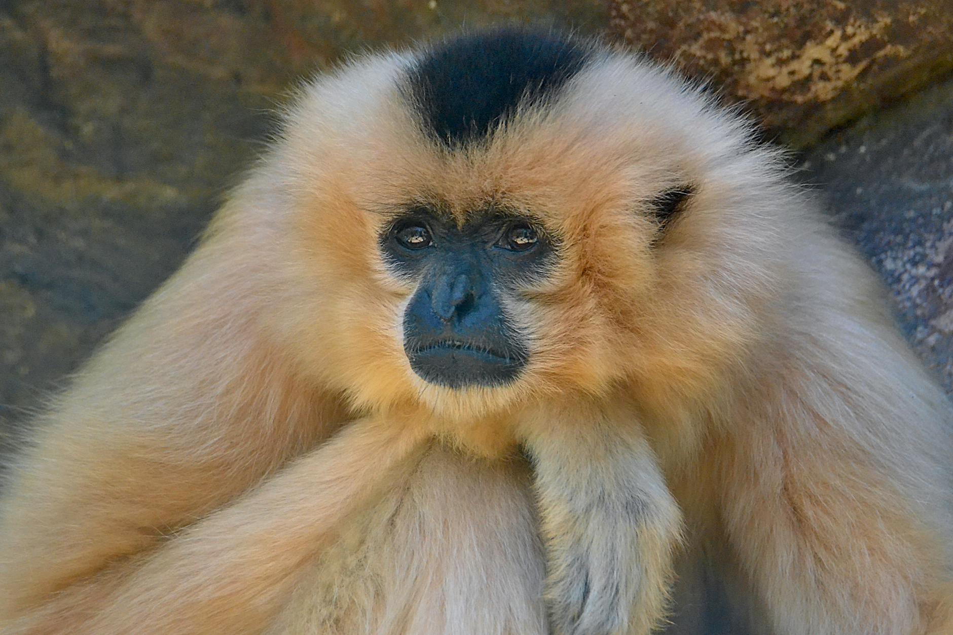 gibbon thinking