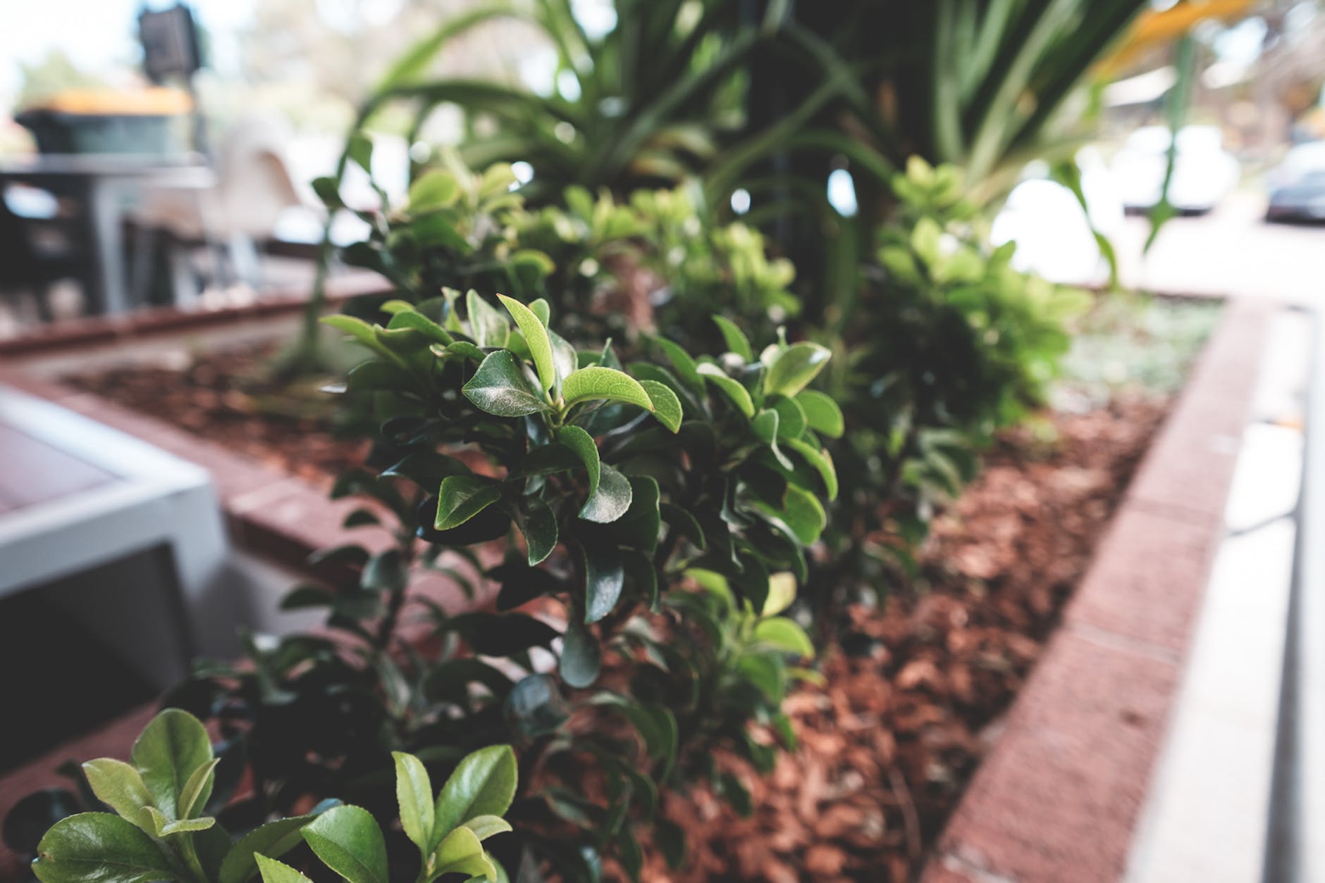 garden with boxwood