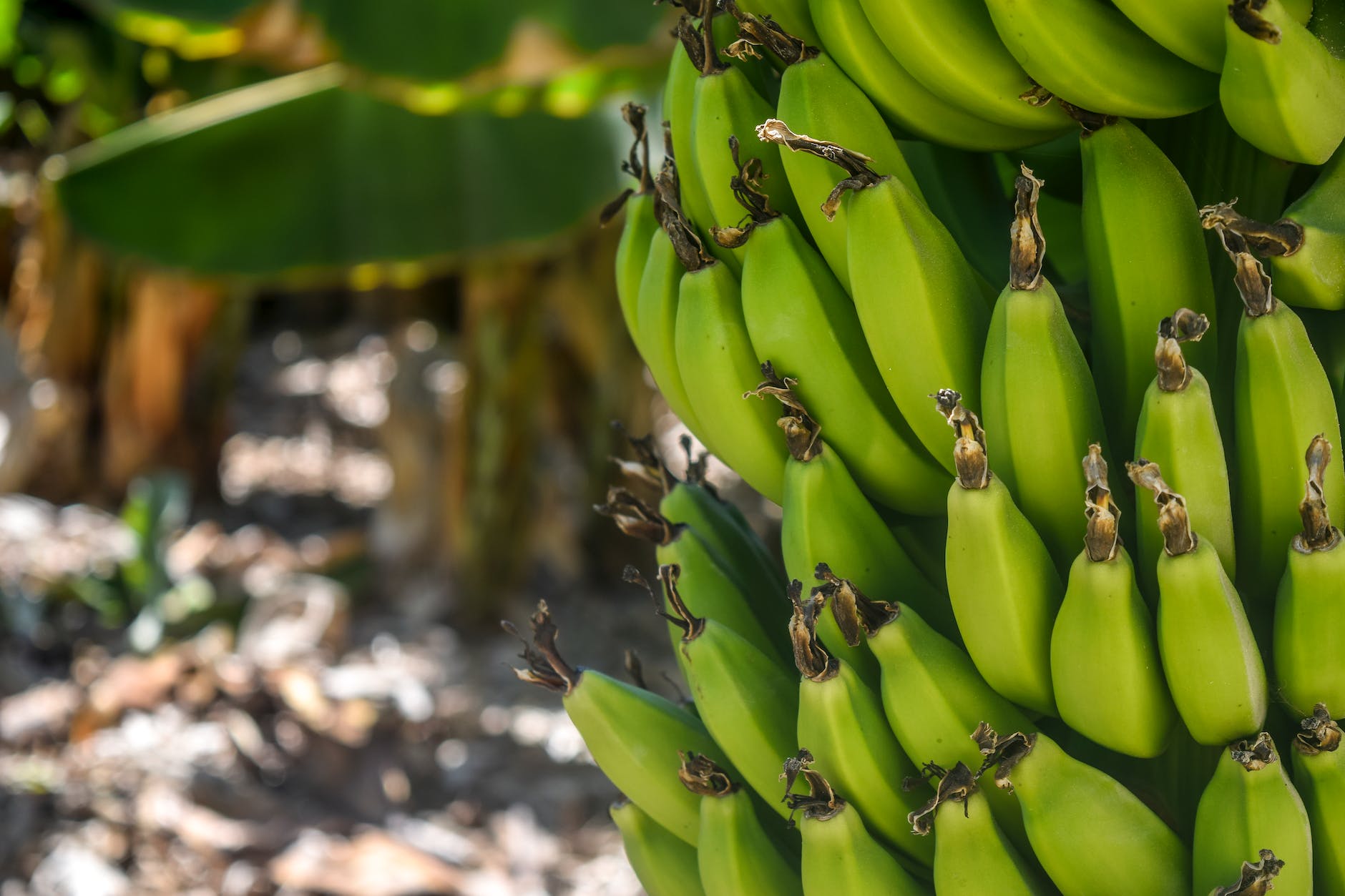bananas