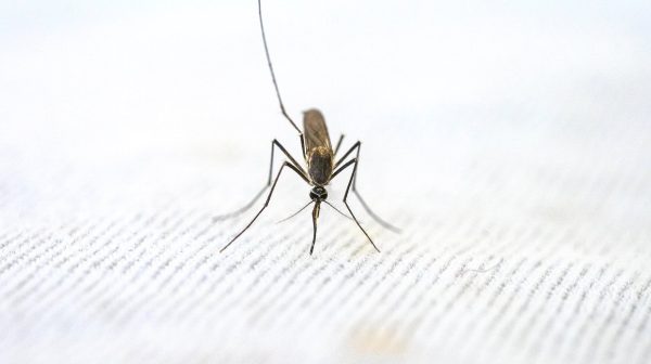 Photo by Pragyan Bezbaruah on Pexels.com