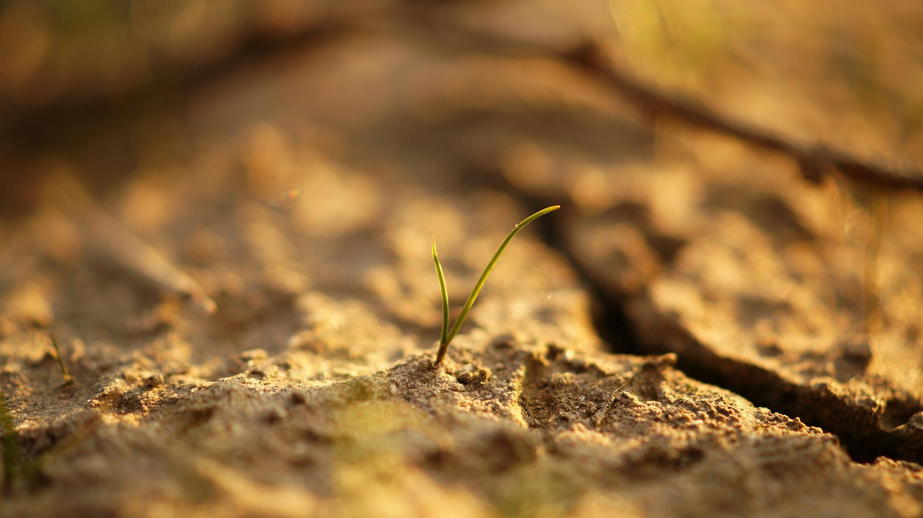 soil