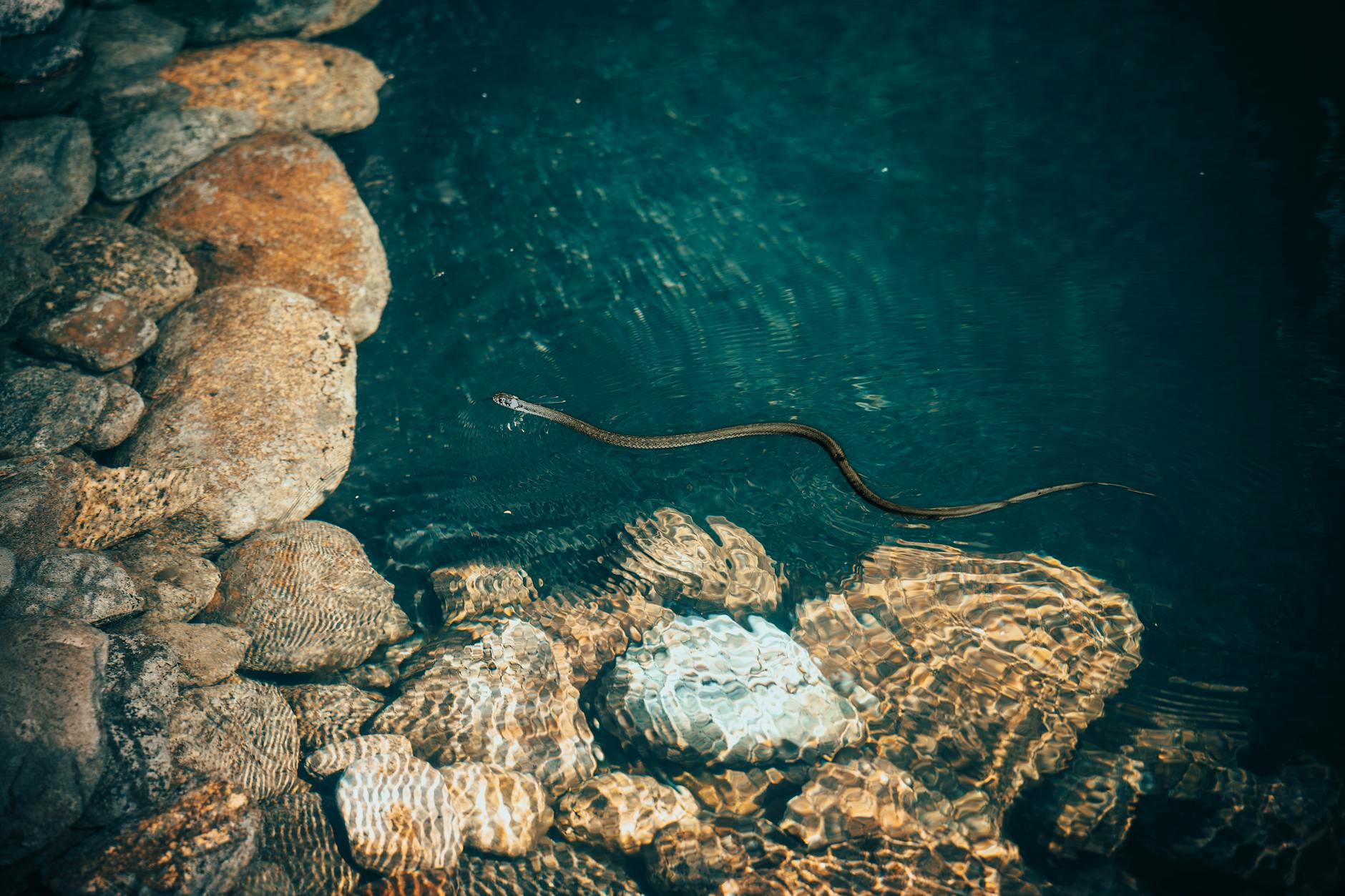 sea snake