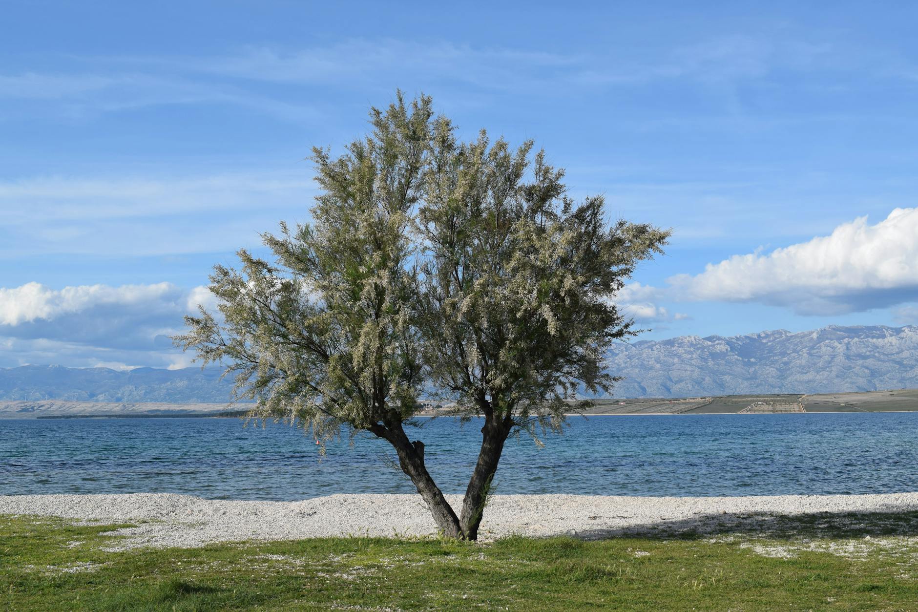 olive tree near water