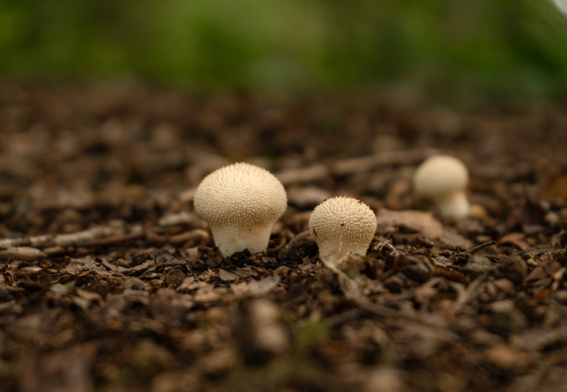 small white mushroom on forest floor