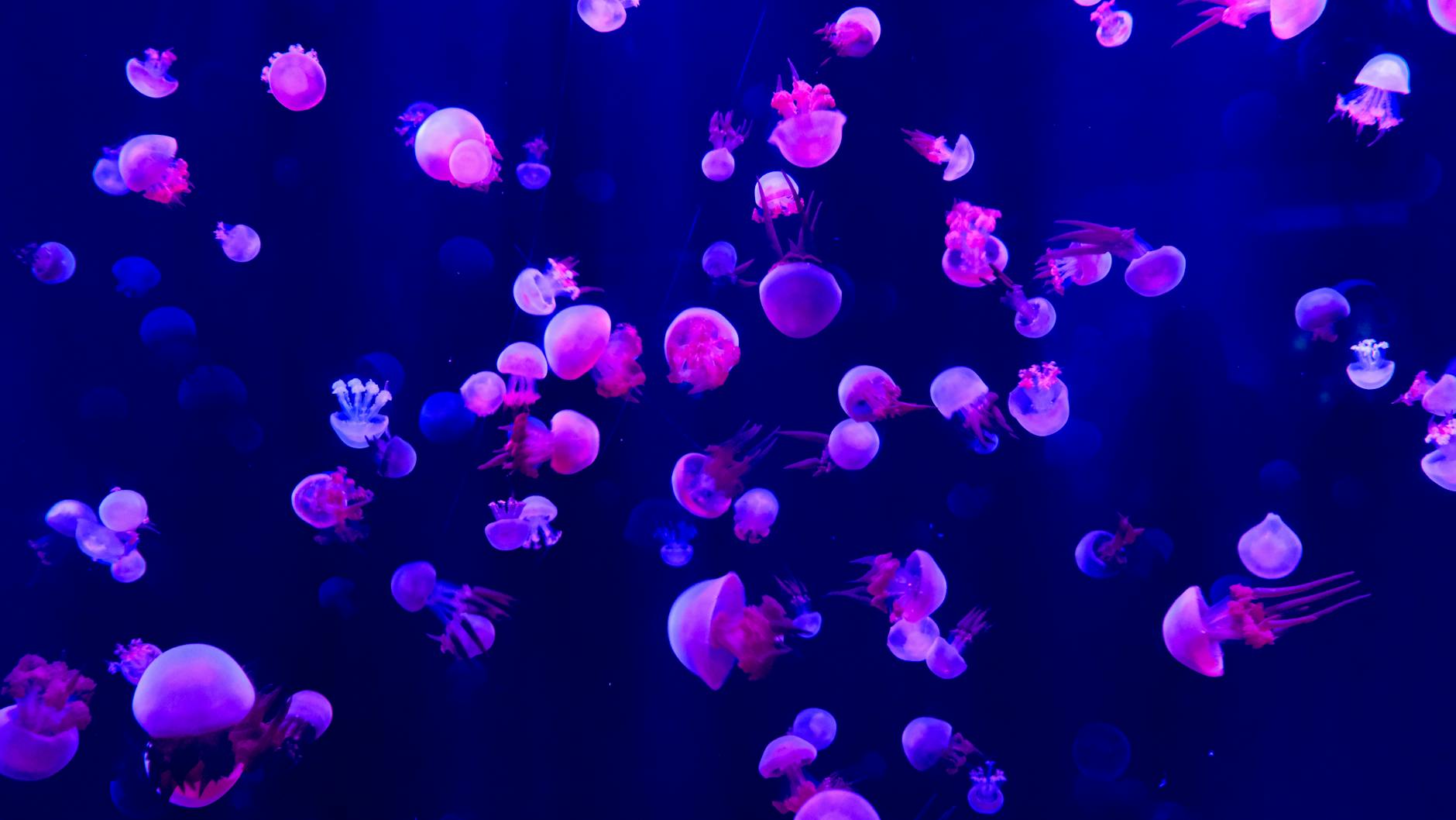 purple jellyfish