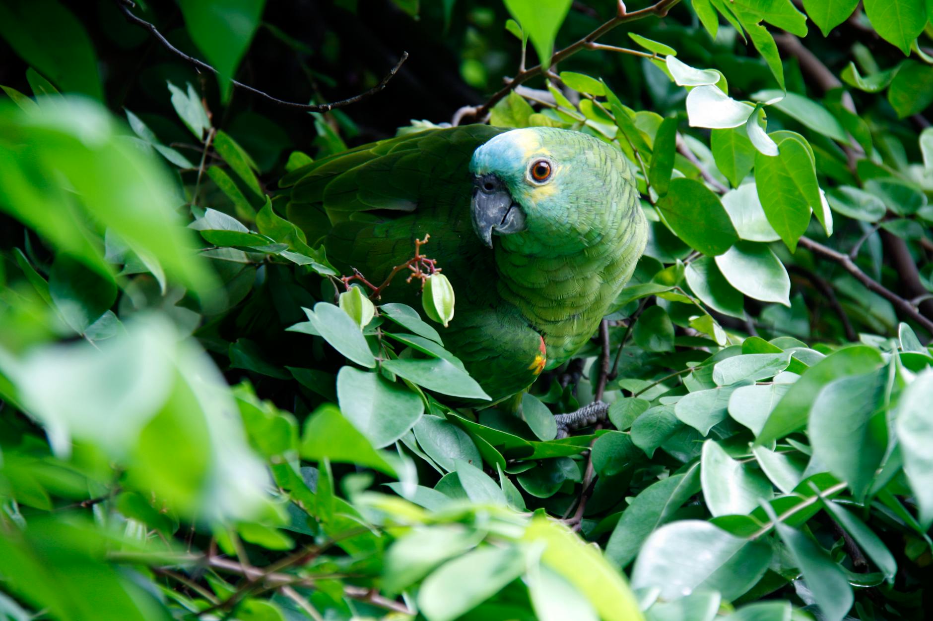 green bird camouflaged in lush green area