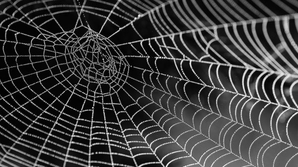 Photo by Pixabay on Pexels.com