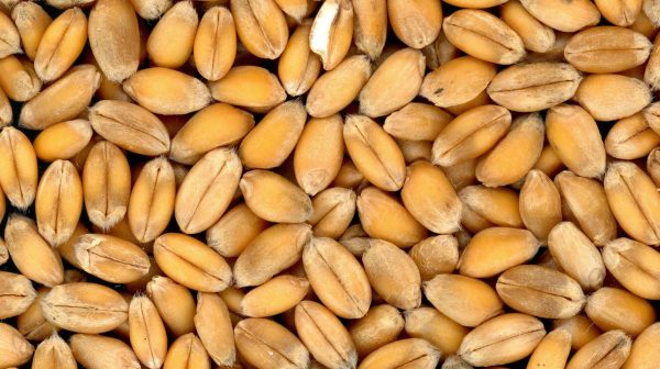 seeds