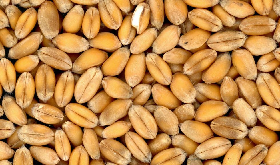 seeds