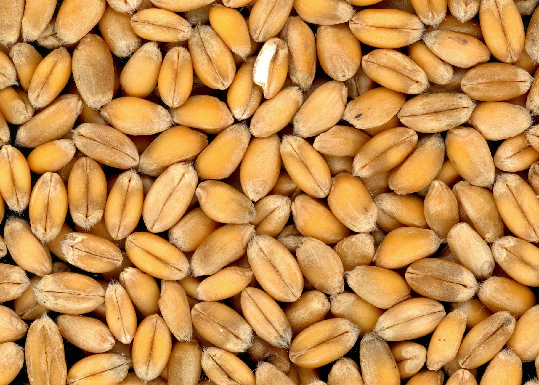 seeds