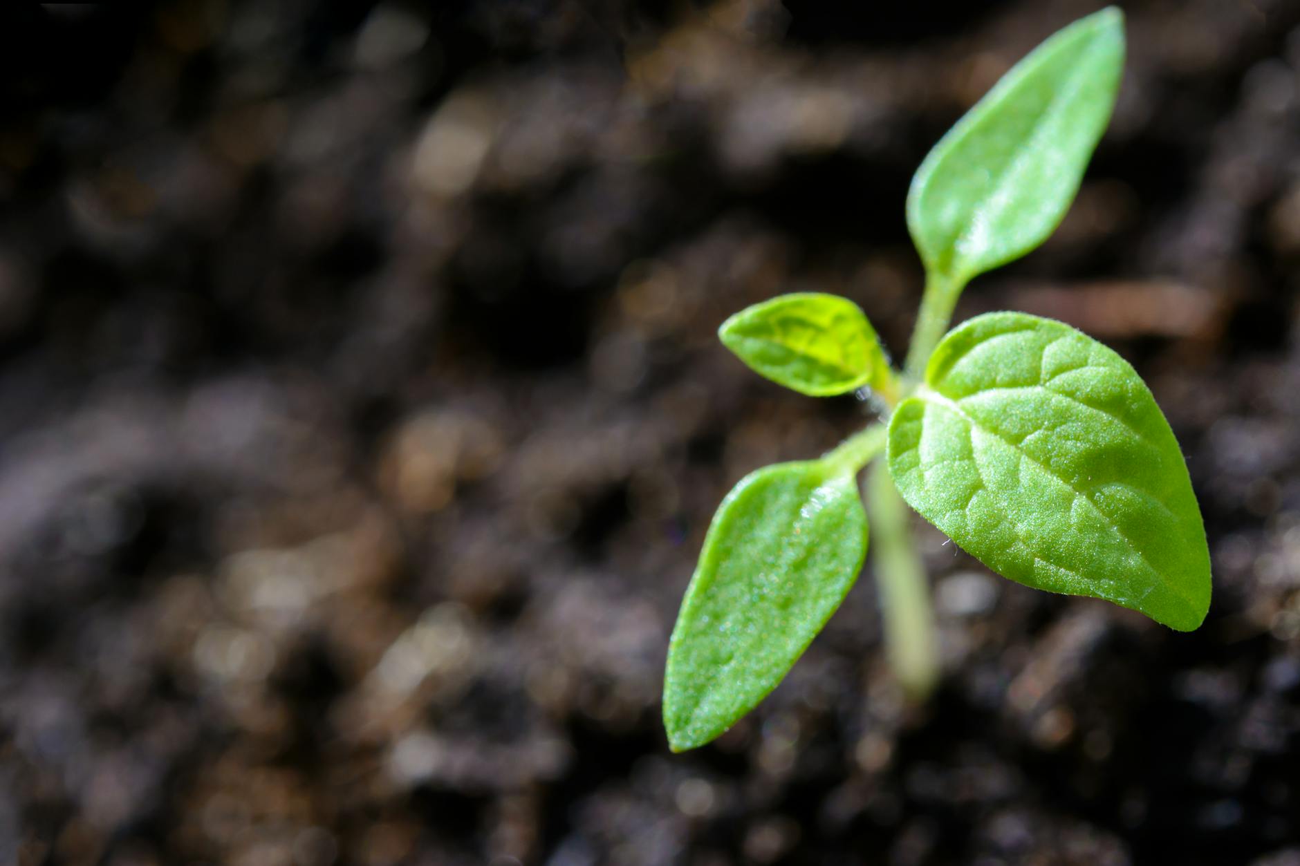 plant in soil