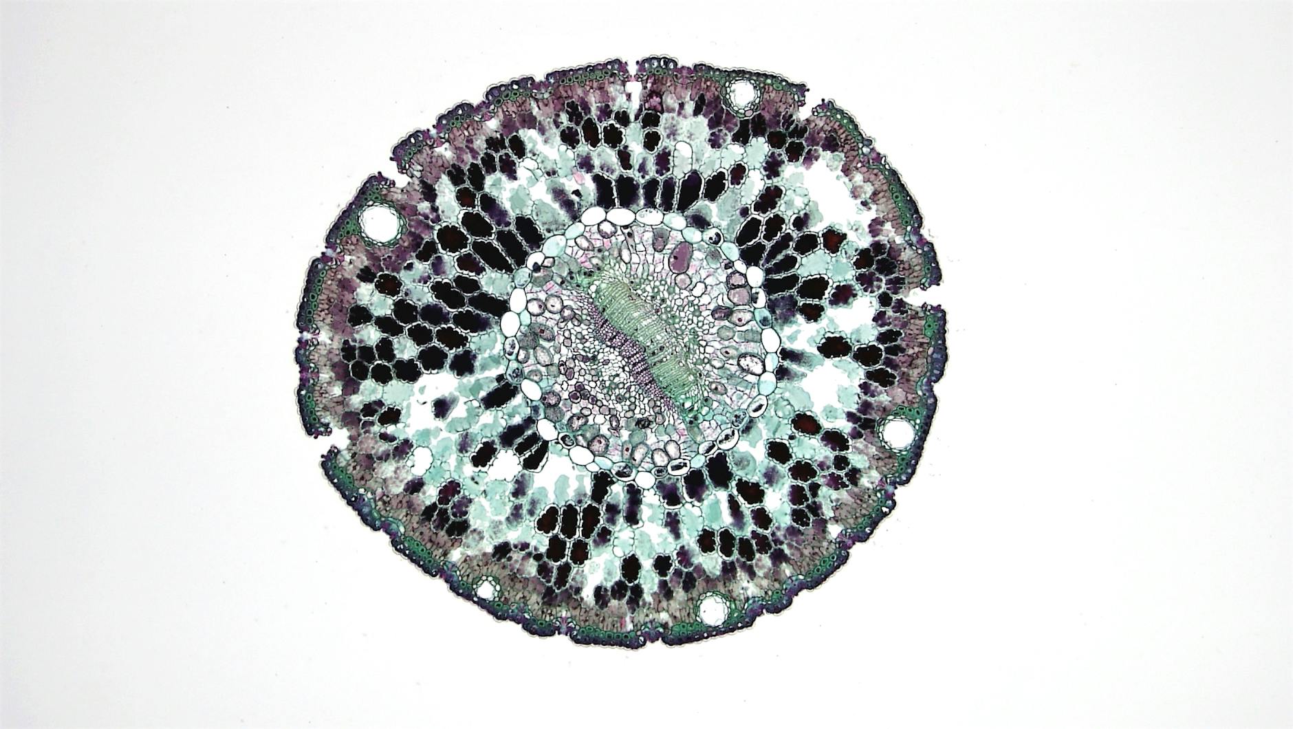 single cell
