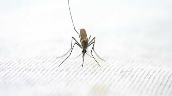 Photo by Pragyan Bezbaruah on Pexels.com