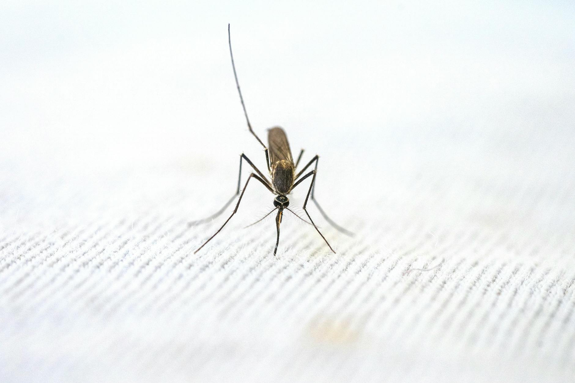mosquito